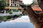 Gazelle Resort SPA