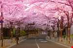 Sakura Dönemi Japonya & Kore Turu